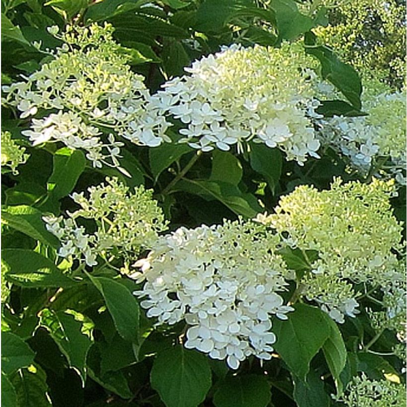 Hydrangea paniculata Bombshell - Hortensia paniculé (Floraison)