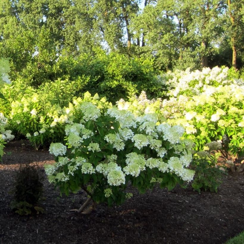 Hydrangea paniculata Bombshell - Hortensia paniculé (Port)