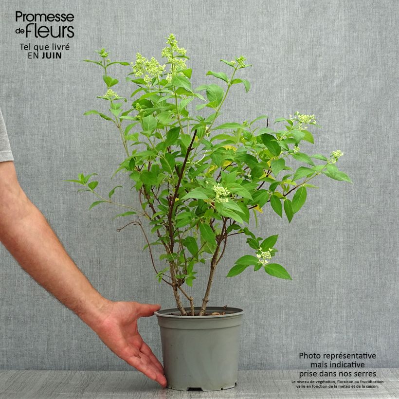 Spécimen de Hydrangea paniculata Confetti - Hortensia paniculé Pot de 2L/3L tel que livré en été