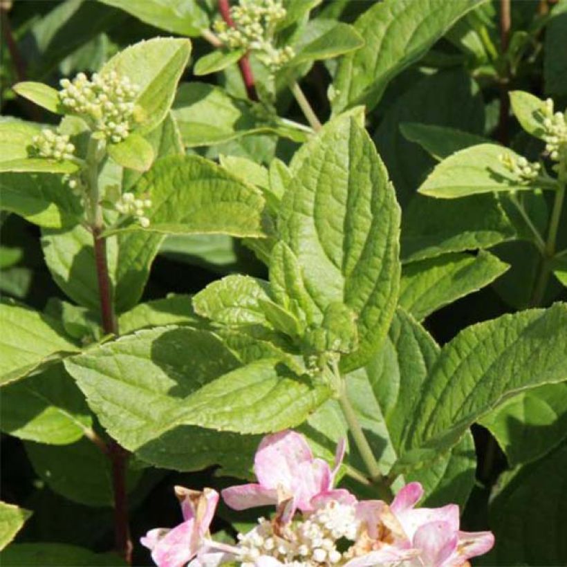 Hydrangea paniculata Dart's Little Dot - Hortensia paniculé (Feuillage)