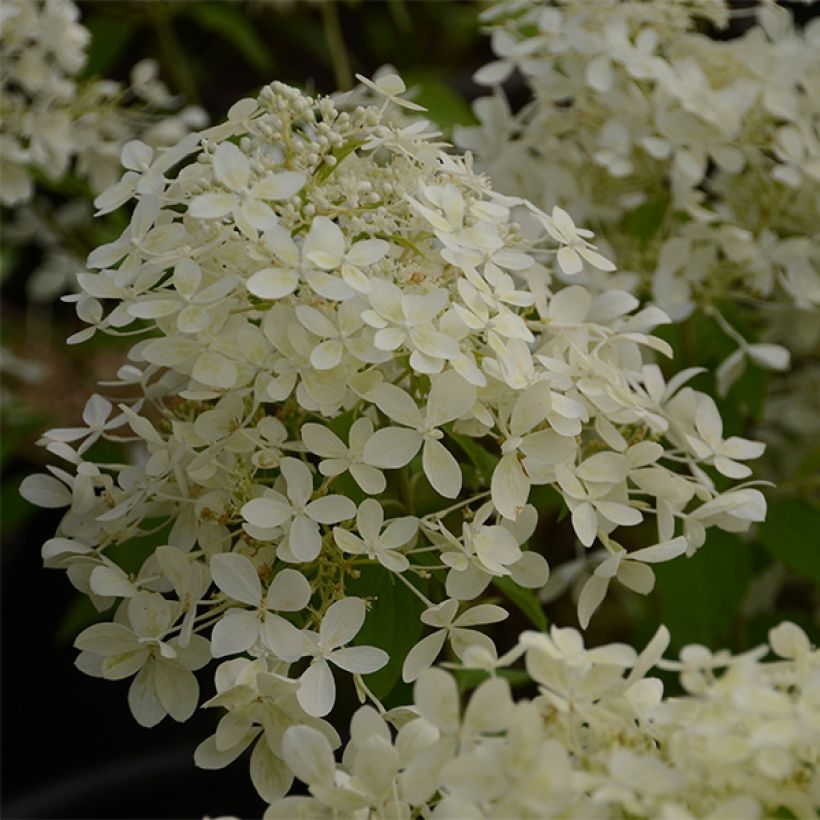 Hydrangea paniculata Dentelle de Gorron - Hortensia paniculé (Floraison)