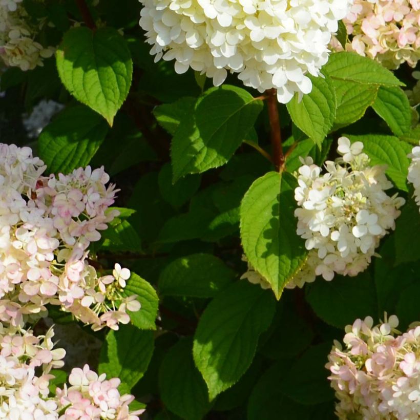 Hydrangea paniculata Diamantino - Hortensia paniculé (Feuillage)