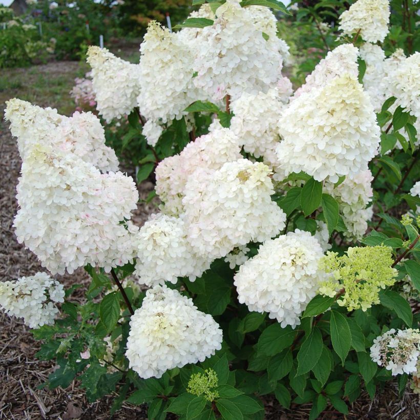 Hydrangea paniculata Diamantino - Hortensia paniculé (Floraison)