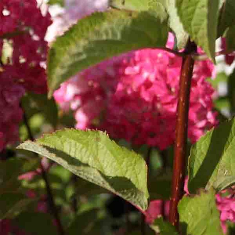 Hydrangea paniculata Fraise Melba - Hortensia paniculé (Feuillage)