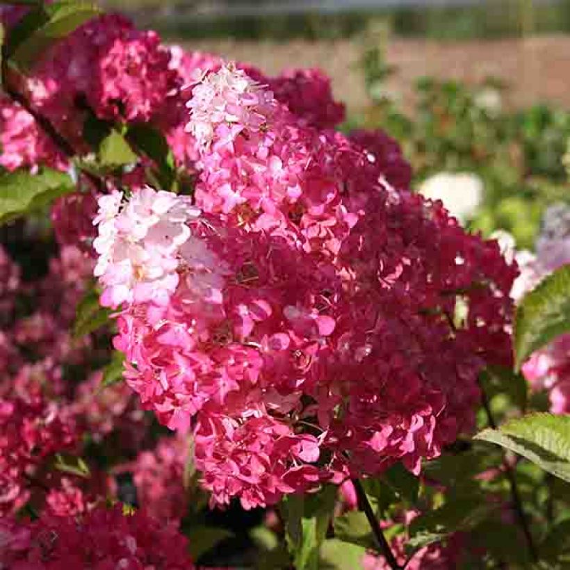 Hydrangea paniculata Fraise Melba - Hortensia paniculé (Floraison)