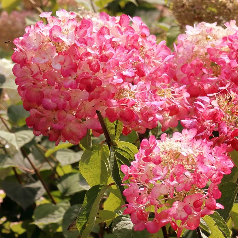 Hydrangea paniculata Framboisine  - Hortensia paniculé (Floraison)