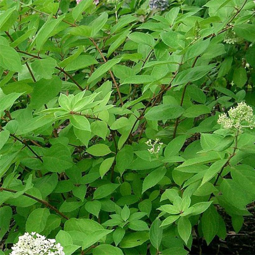 Hydrangea paniculata Grandiflora - Hortensia paniculé (Feuillage)