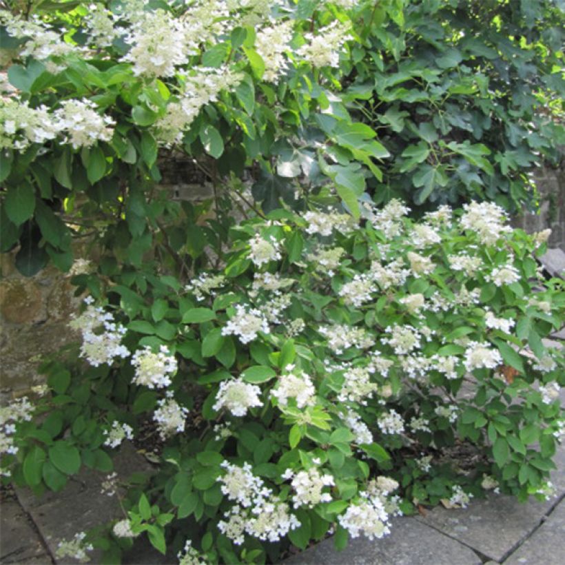 Hydrangea paniculata Grandiflora - Hortensia paniculé (Port)