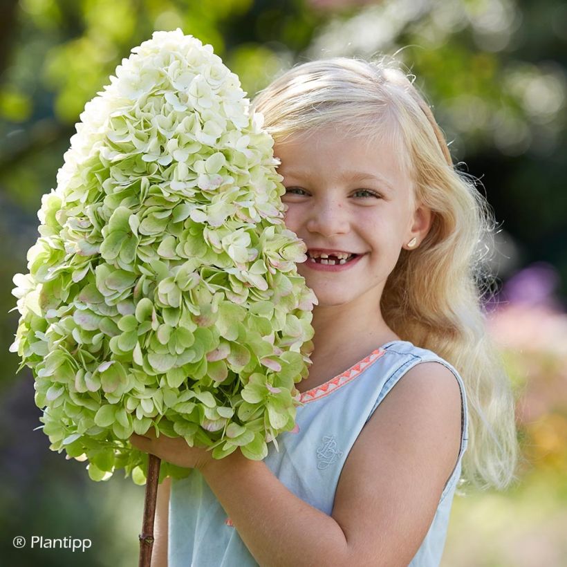 Hydrangea paniculata Hercules - Hortensia paniculé (Floraison)