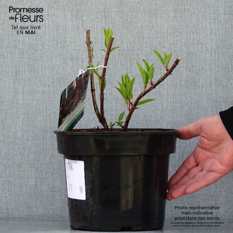 Spécimen de Hydrangea paniculata Magical Vesuvio - Hortensia paniculé tel que livré au printemps