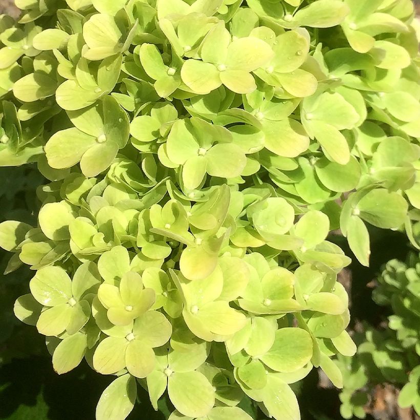 Hydrangea paniculata Mojito - Hortensia paniculé (Floraison)