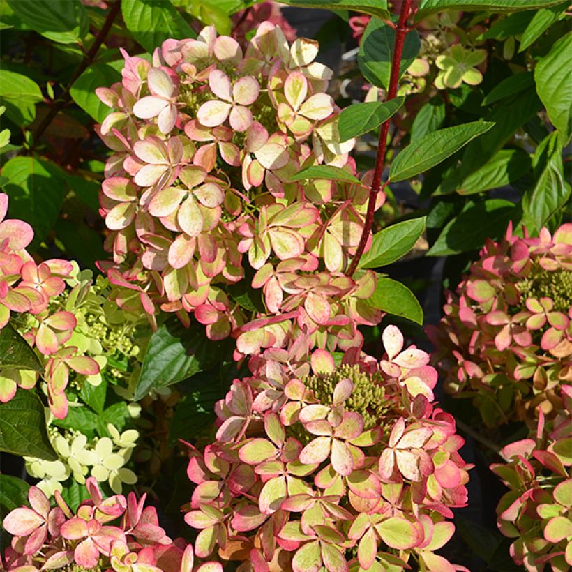 Hydrangea paniculata Pastelgreen - Hortensia paniculé (Feuillage)