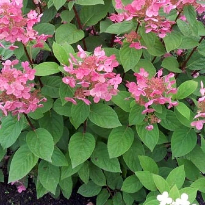 Hortensia - Hydrangea paniculata Pink Diamond (Feuillage)