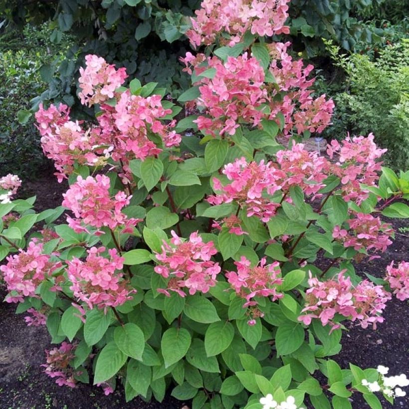 Hortensia - Hydrangea paniculata Pink Diamond (Port)