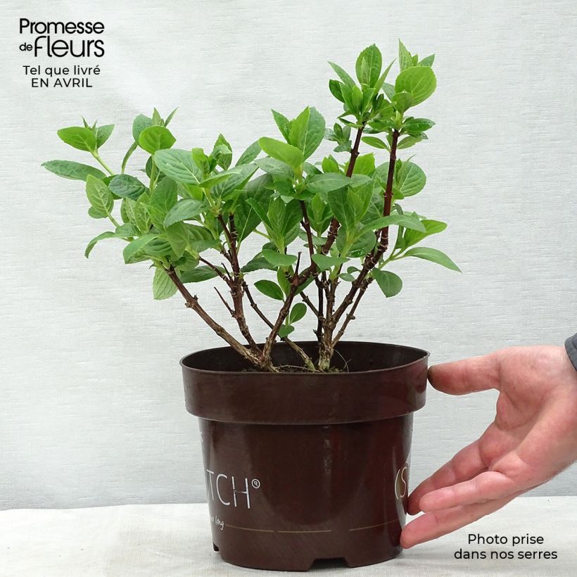 Spécimen de Hydrangea paniculata Polestar - Hortensia paniculé en pot de 1,5/2L tel que livré au printemps