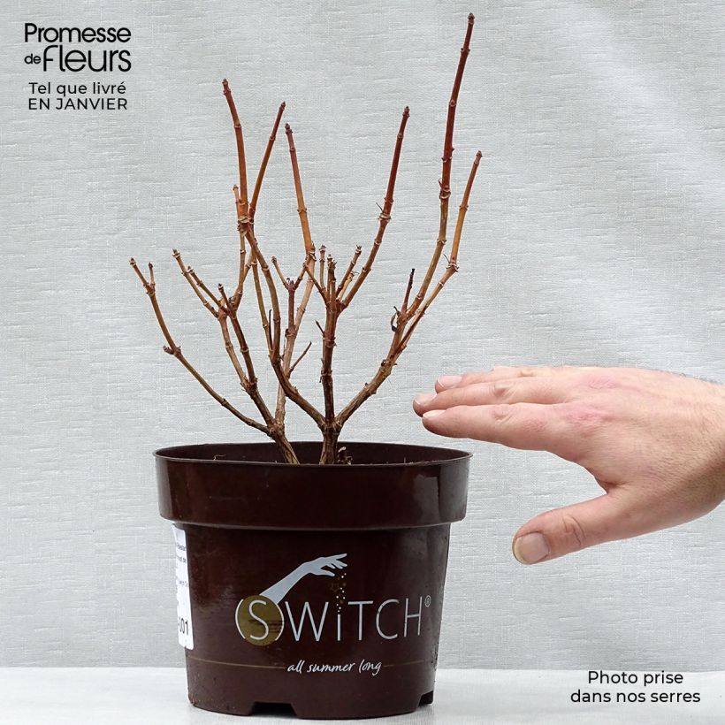 Spécimen de Hydrangea paniculata Polestar - Hortensia paniculé Pot de 1,5L/2L tel que livré en hiver