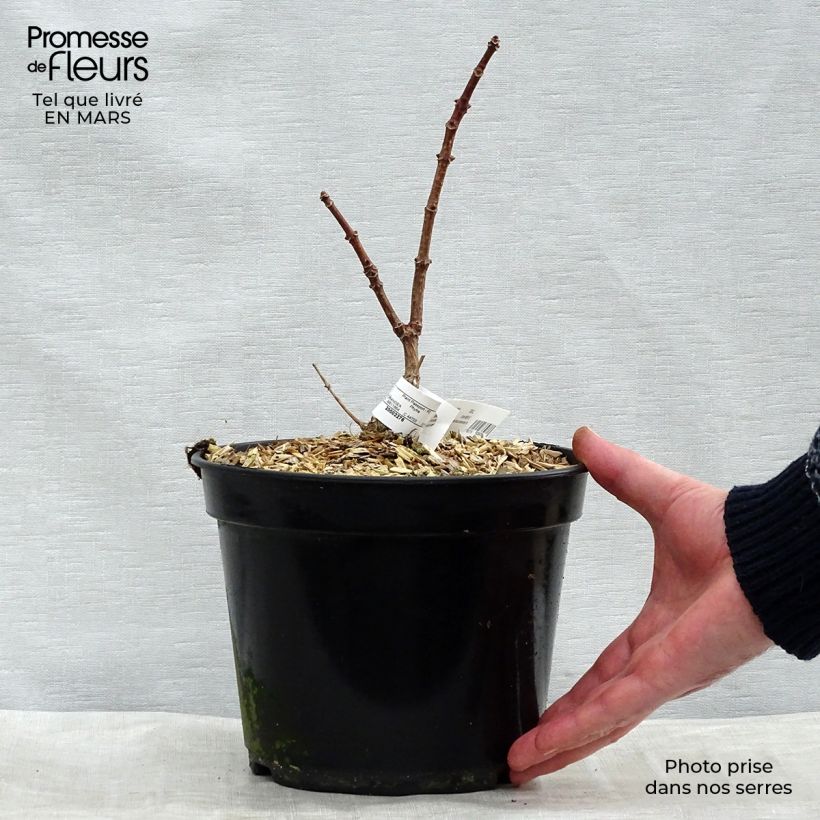 Spécimen de Hydrangea paniculata Polestar - Hortensia paniculé en pot de 3L tel que livré au printemps