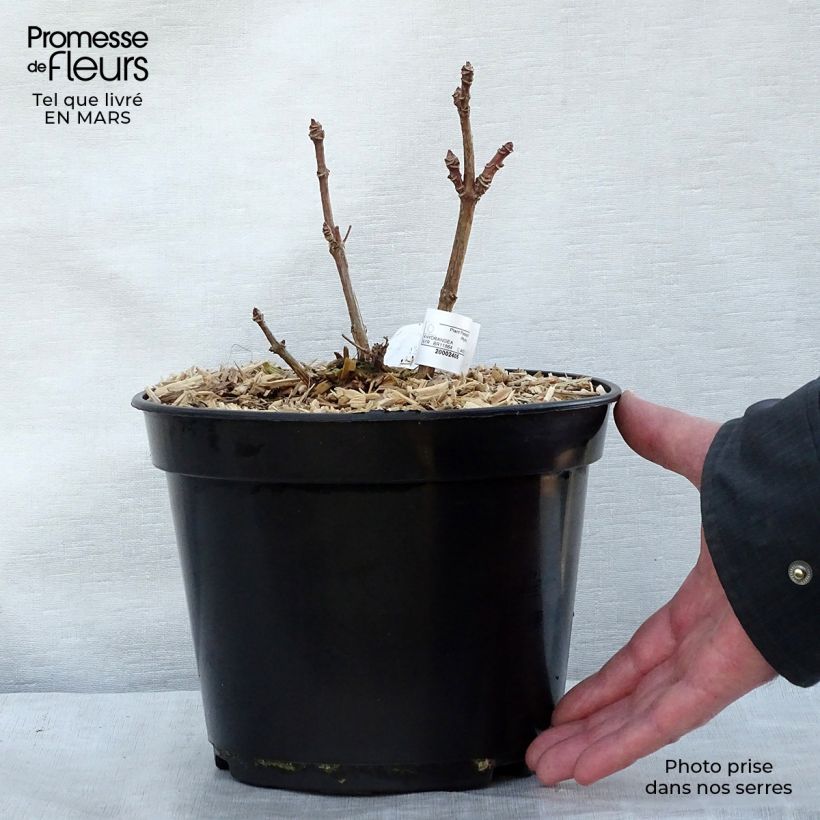 Spécimen de Hydrangea paniculata Polestar - Hortensia paniculé tel que livré au printemps