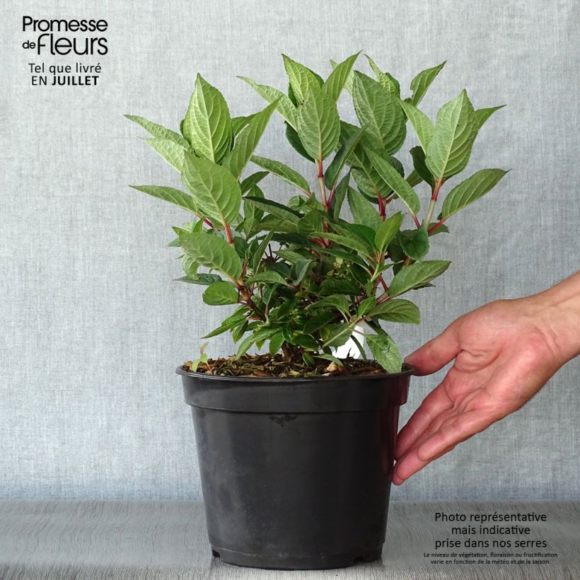 Spécimen de Hydrangea paniculata Polestar - Hortensia paniculé Pot de 3L/4L tel que livré en été