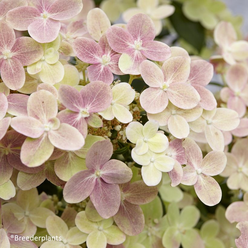 Hydrangea paniculata Polestar - Hortensia paniculé (Floraison)