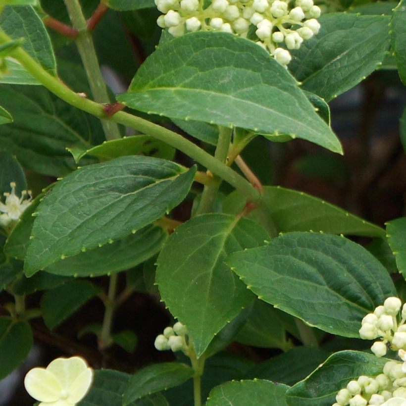Hydrangea paniculata Prim White - Hortensia paniculé (Feuillage)