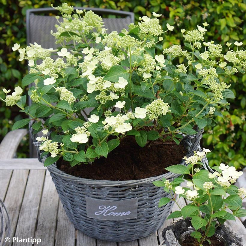 Hydrangea paniculata Prim White - Hortensia paniculé (Port)