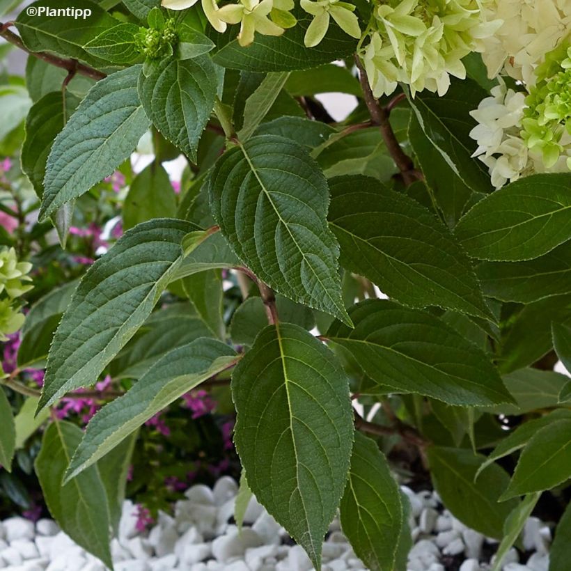 Hydrangea paniculata Skyfall - Hortensia paniculé (Feuillage)