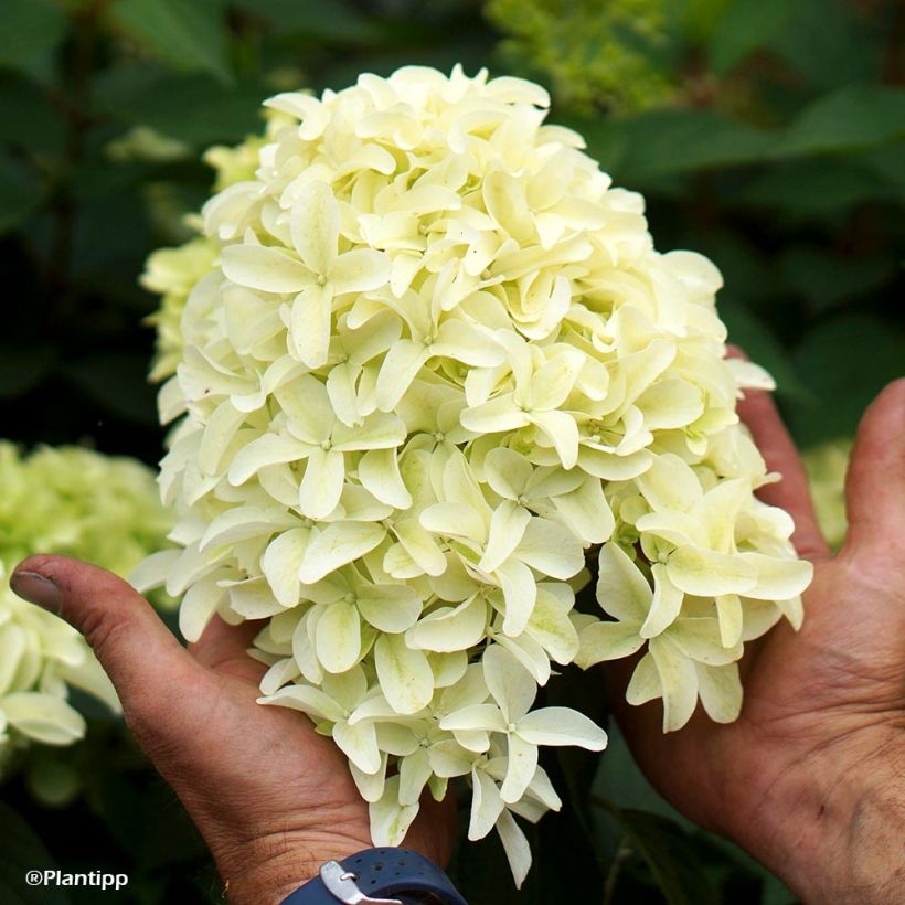 Hydrangea paniculata Skyfall - Hortensia paniculé (Floraison)