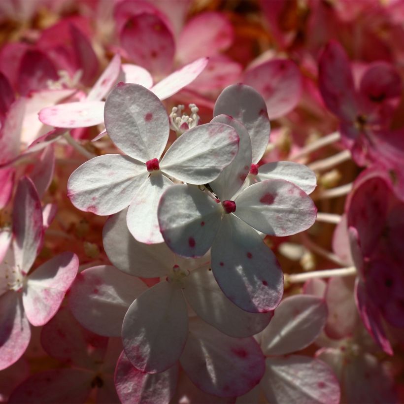 Hydrangea paniculata Sparkling - Hortensia paniculé (Floraison)