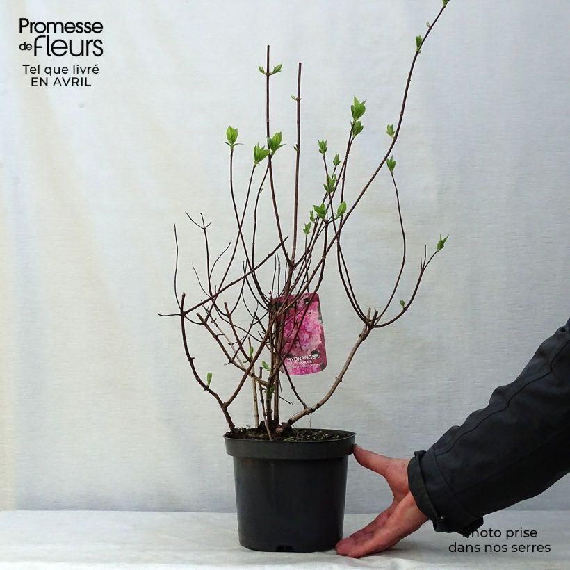 Spécimen de Hydrangea paniculata Sundae Fraise - Hortensia paniculé rose tel que livré au printemps