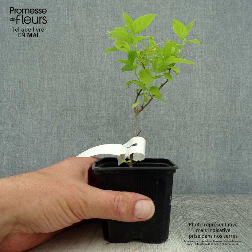 Spécimen de Hydrangea paniculata Sunlight - Hortensia paniculé - Godet de 8/9 cm tel que livré au printemps