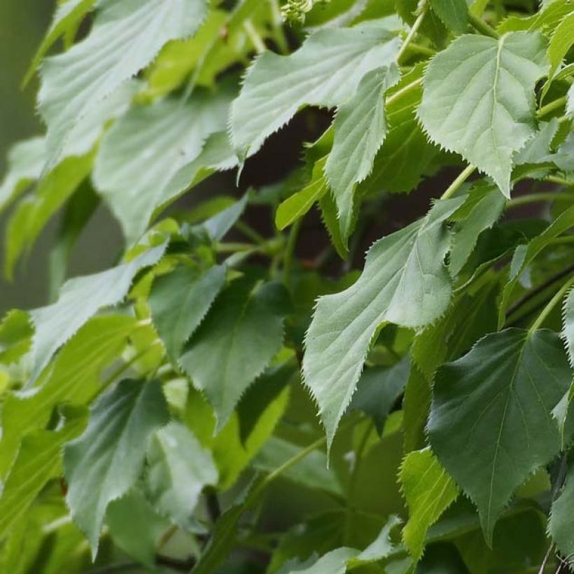 Hydrangea petiolaris Flying Saucer - Hortensia grimpant (Feuillage)