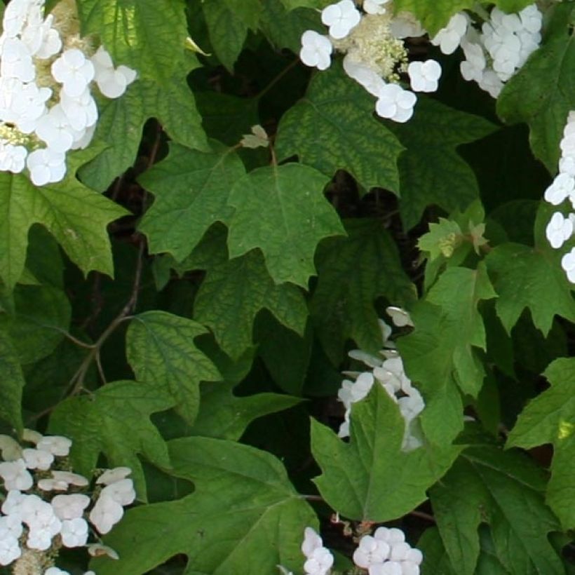 Hydrangea quercifolia Alice - Hortensia à feuilles de chêne (Feuillage)