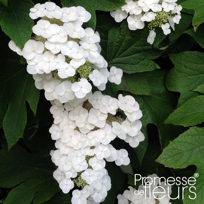 Hydrangea quercifolia Alice - Hortensia à feuilles de chêne (Floraison)