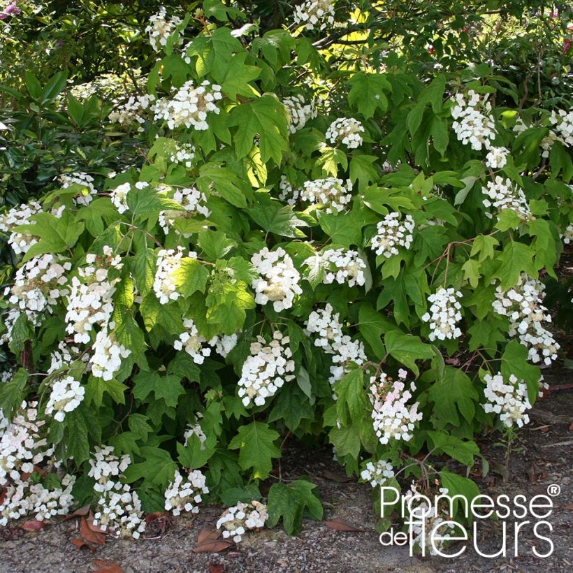 Hydrangea quercifolia Alice - Hortensia à feuilles de chêne (Port)