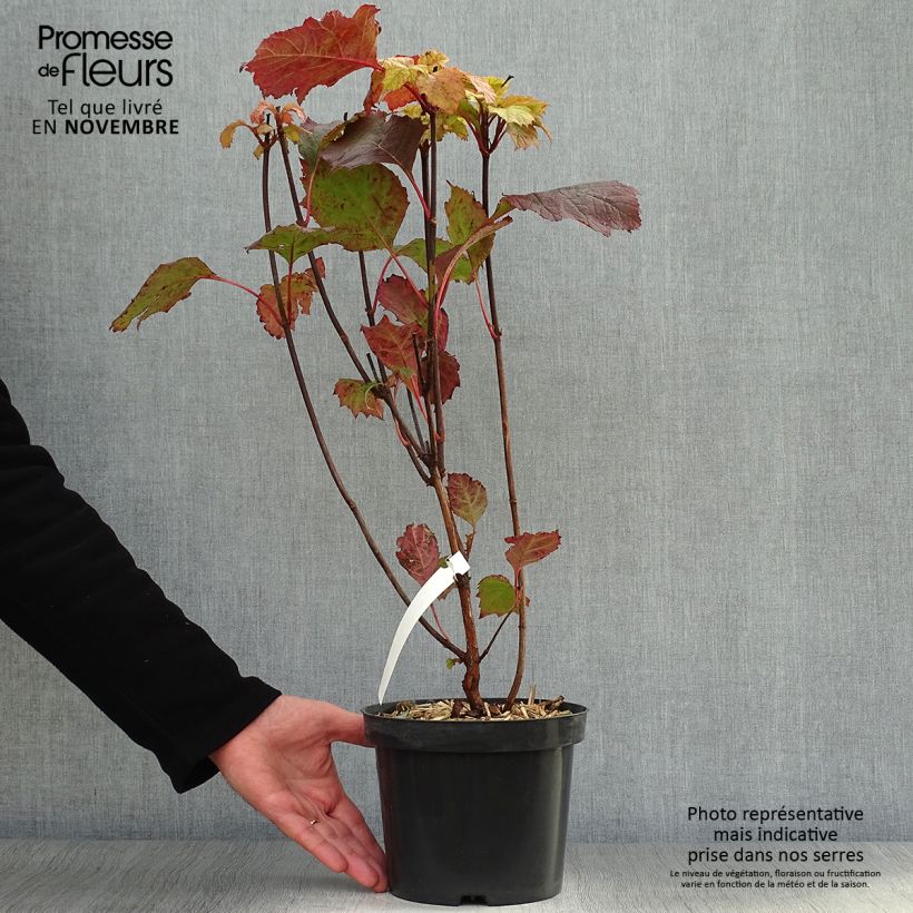 Spécimen de Hydrangea quercifolia Alice - Hortensia à feuilles de chêne tel que livré en automne