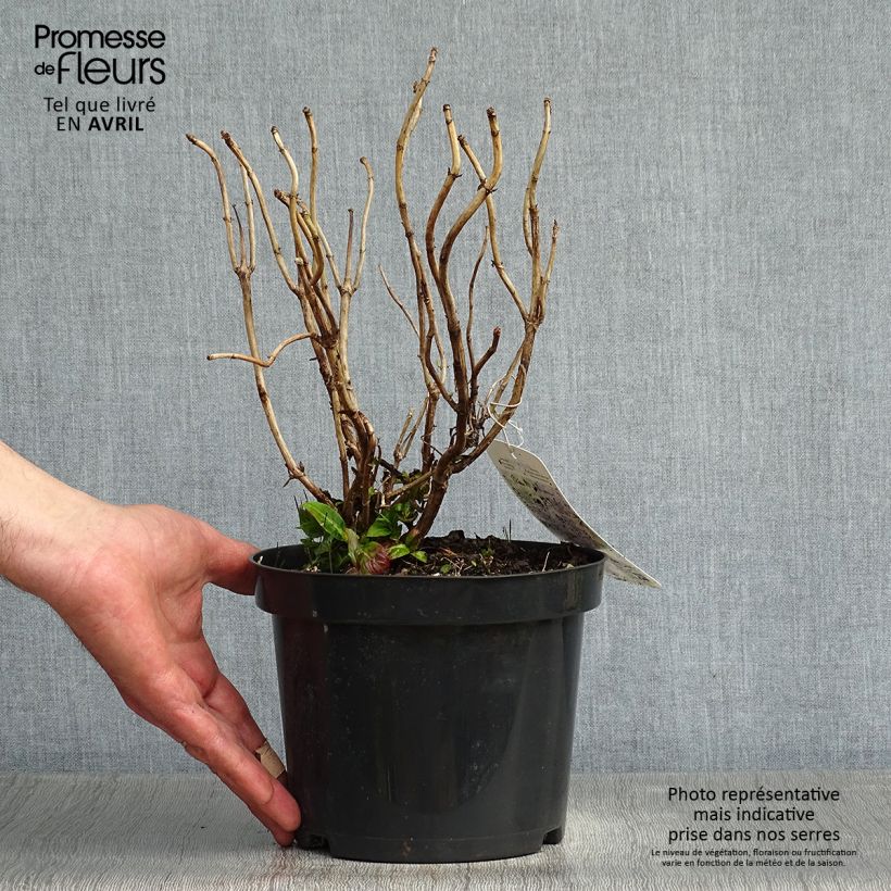 Spécimen de Hydrangea quercifolia Alice - Hortensia à feuilles de chêne tel que livré au printemps