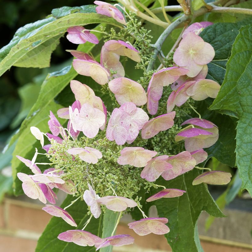 Hydrangea quercifolia Burgundy - Hortensia à feuilles de chêne (Floraison)