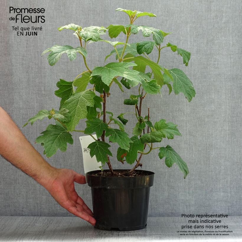 Spécimen de Hydrangea quercifolia Burgundy - Hortensia à feuilles de chêne Pot de 2L/3L tel que livré en été
