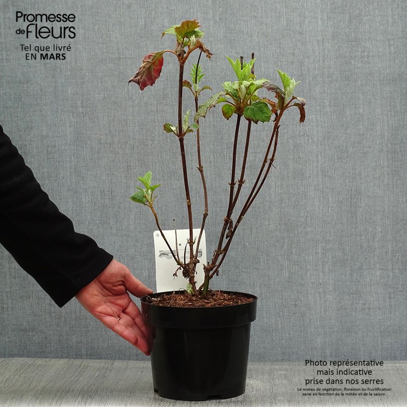 Spécimen de Hydrangea quercifolia Burgundy - Hortensia à feuilles de chêne Pot de 2L/3LHauteur livrée env. 30/40cm tel que livré au printemps