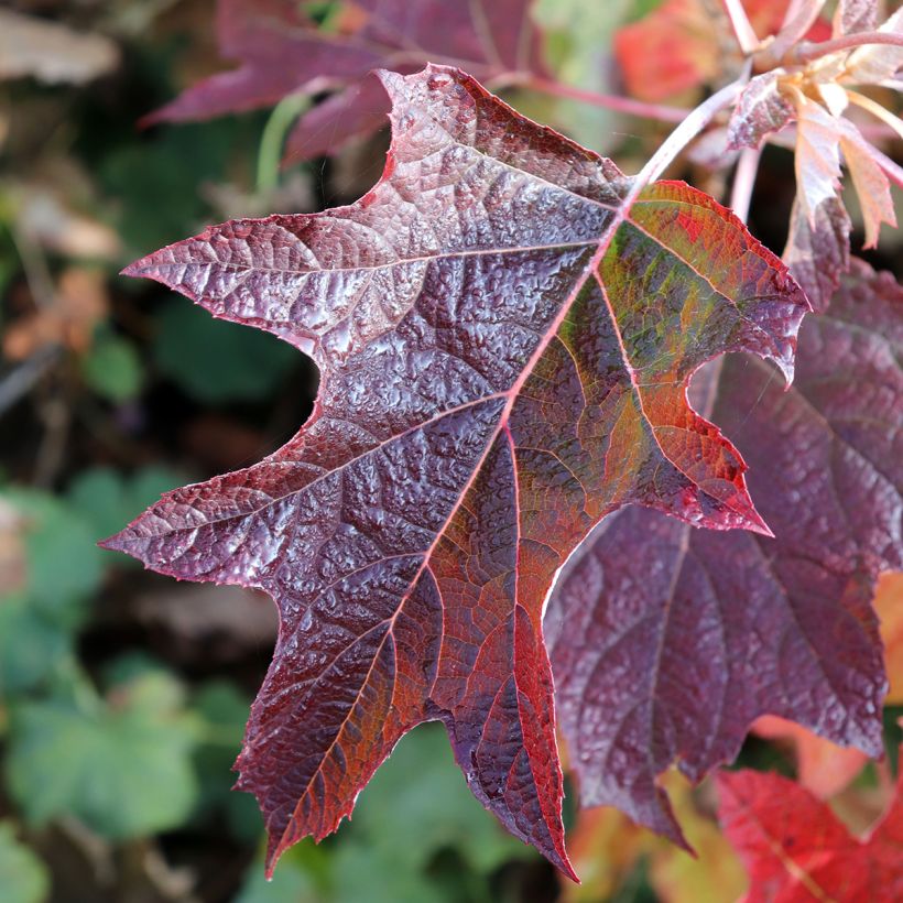 Hydrangea quercifolia Burgundy - Hortensia à feuilles de chêne (Feuillage)