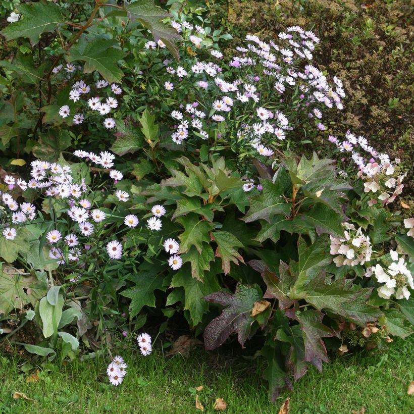 Hydrangea quercifolia Burgundy - Hortensia à feuilles de chêne (Port)