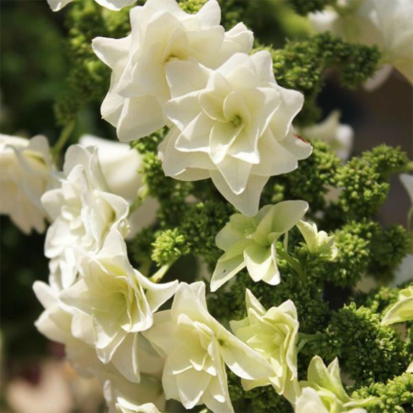 Hortensia à feuilles de chêne - Hydrangea quercifolia Gatsby Star (Floraison)