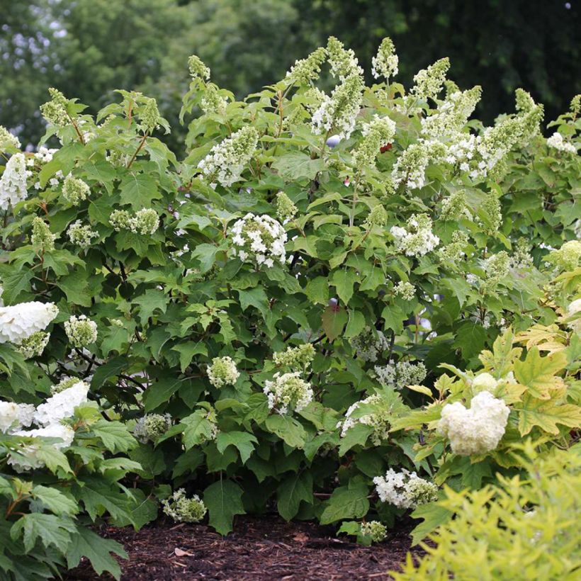 Hydrangea quercifolia Gatsby Star - Hortensia à feuilles de chêne (Port)