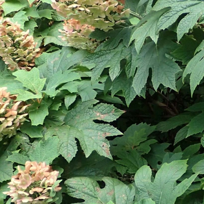 Hydrangea quercifolia Jetstream - Hortensia à feuilles de chêne (Feuillage)