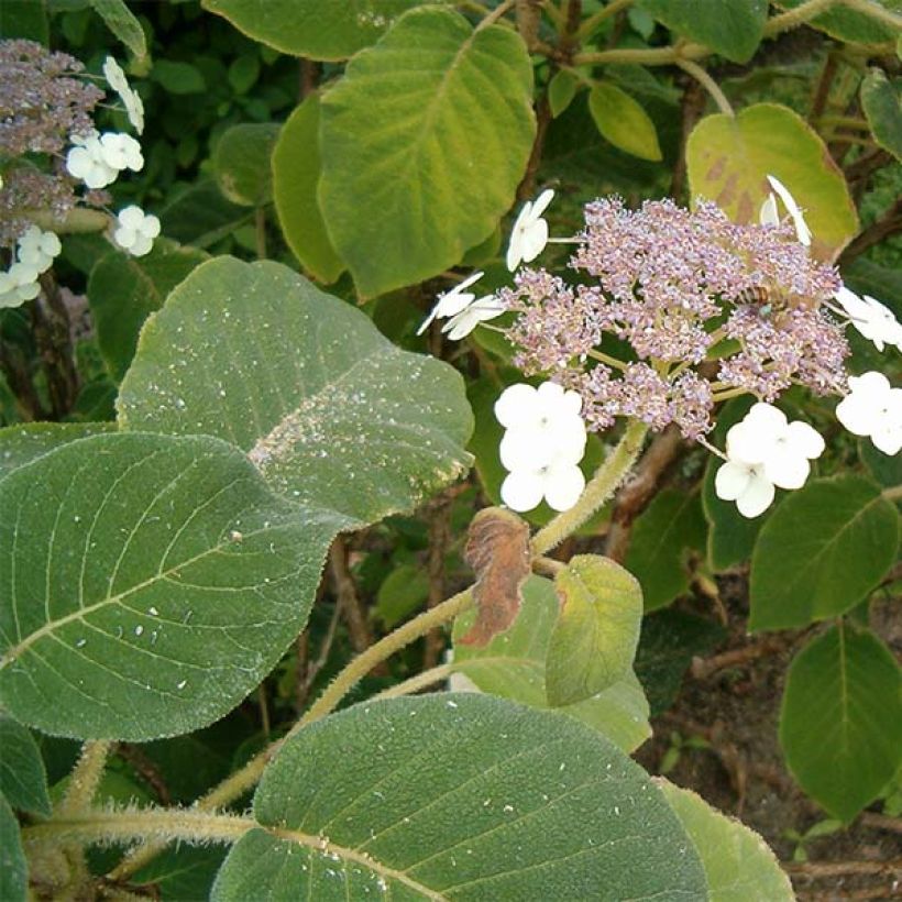 Hortensia - Hydrangea aspera Sargentiana (Feuillage)