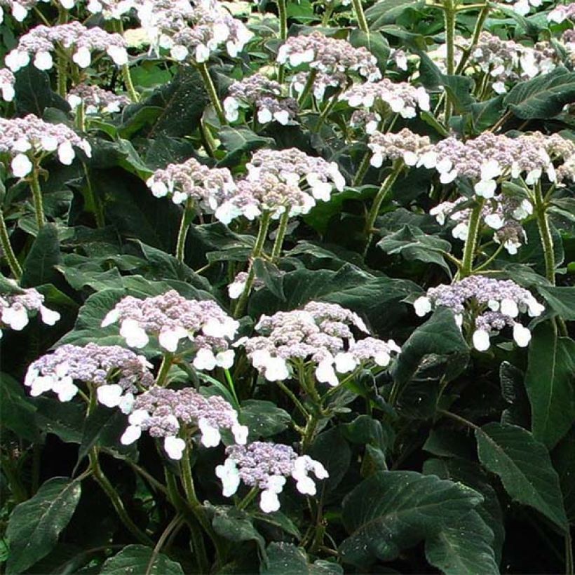 Hortensia - Hydrangea aspera Sargentiana (Floraison)