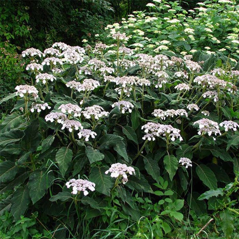 Hortensia - Hydrangea aspera Sargentiana (Port)