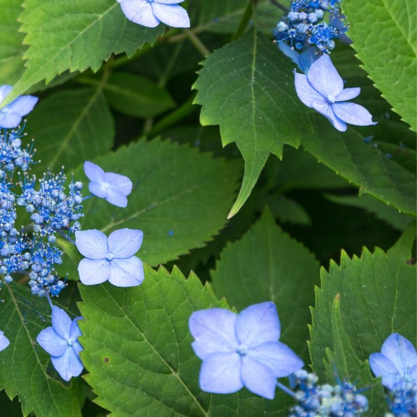 Hortensia serrata Annie's Blue (Feuillage)