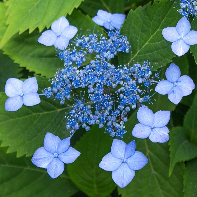 Hortensia serrata Annie's Blue (Floraison)